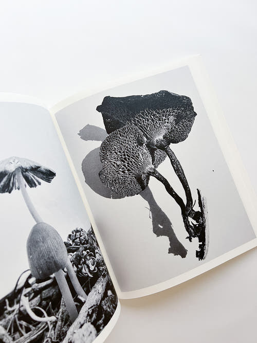 Fruiting Bodies / Ying Ang