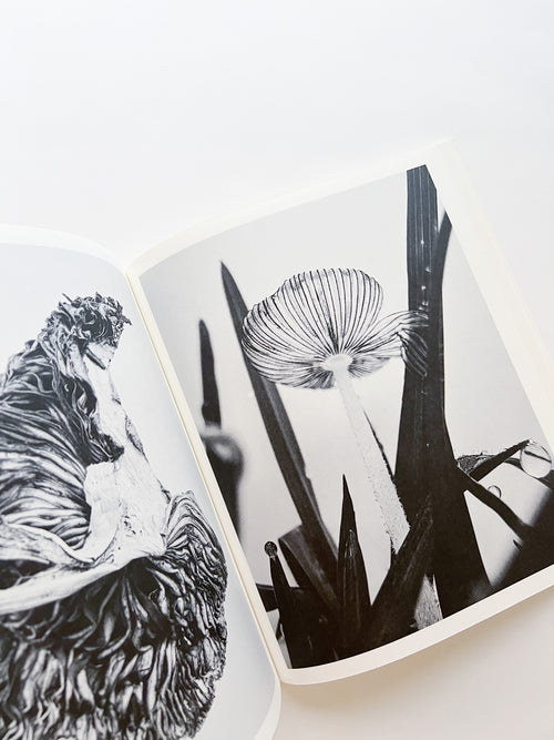 Fruiting Bodies / Ying Ang