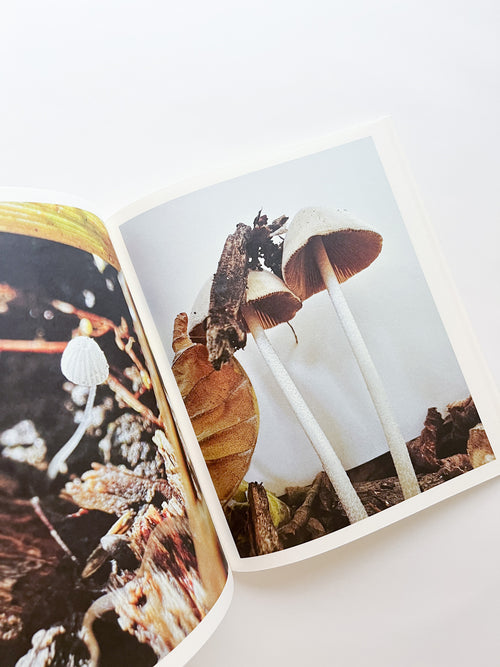 Fruiting Bodies / Ying Ang