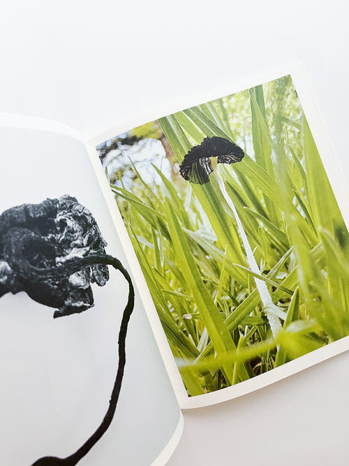 Fruiting Bodies / Ying Ang