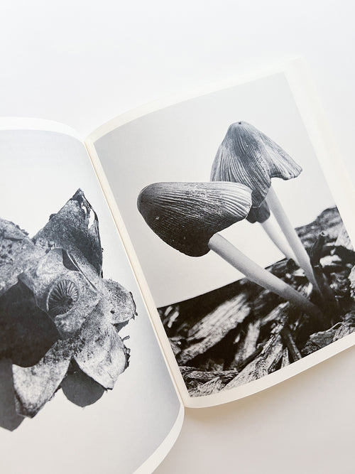 Fruiting Bodies / Ying Ang