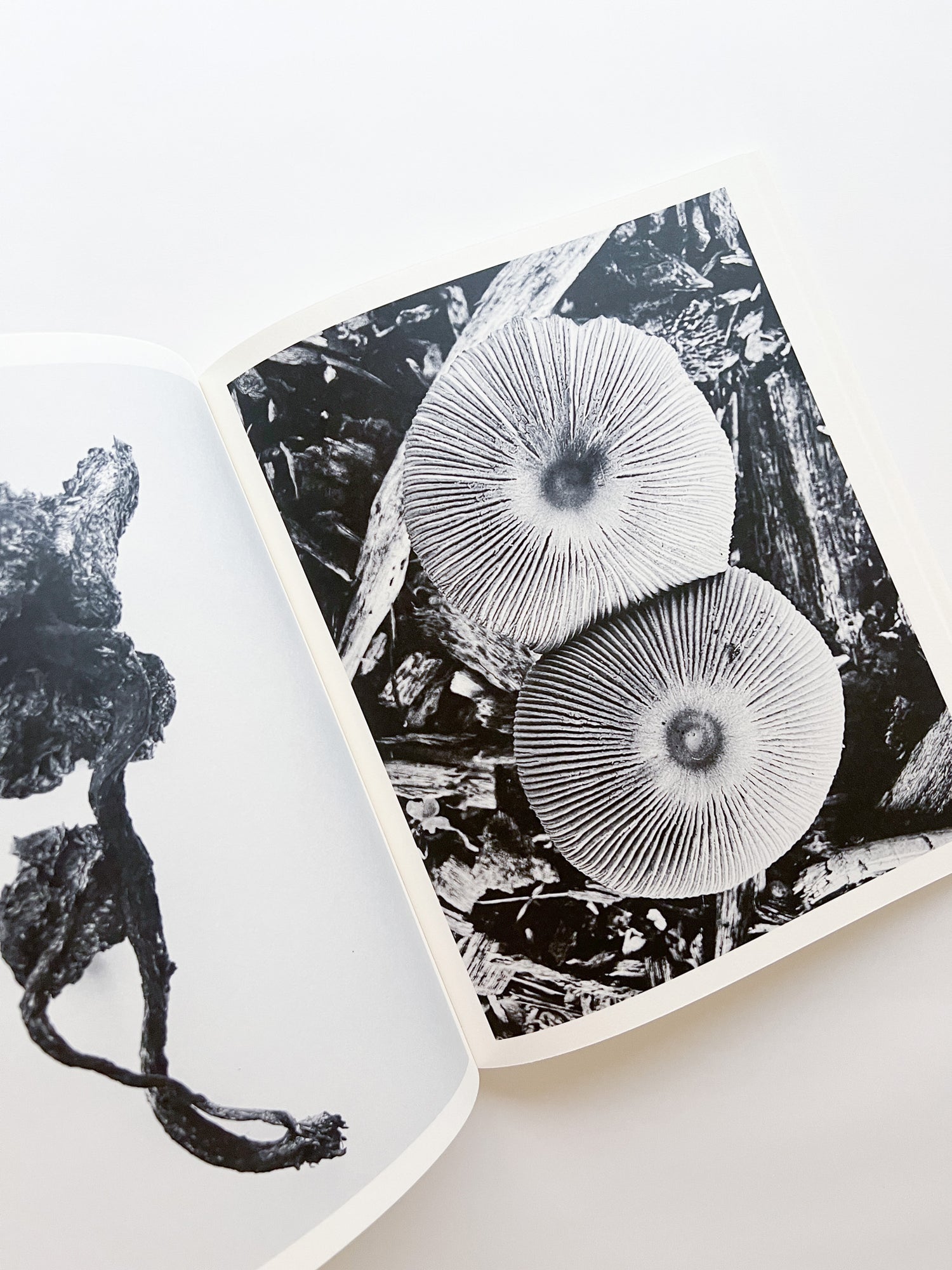 Fruiting Bodies / Ying Ang