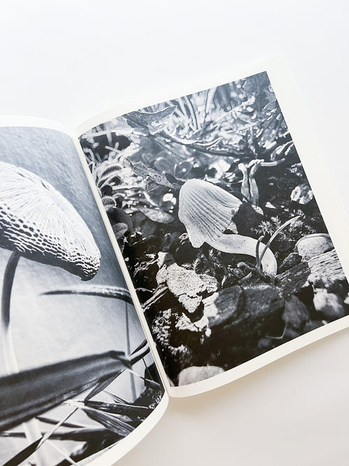 Fruiting Bodies / Ying Ang