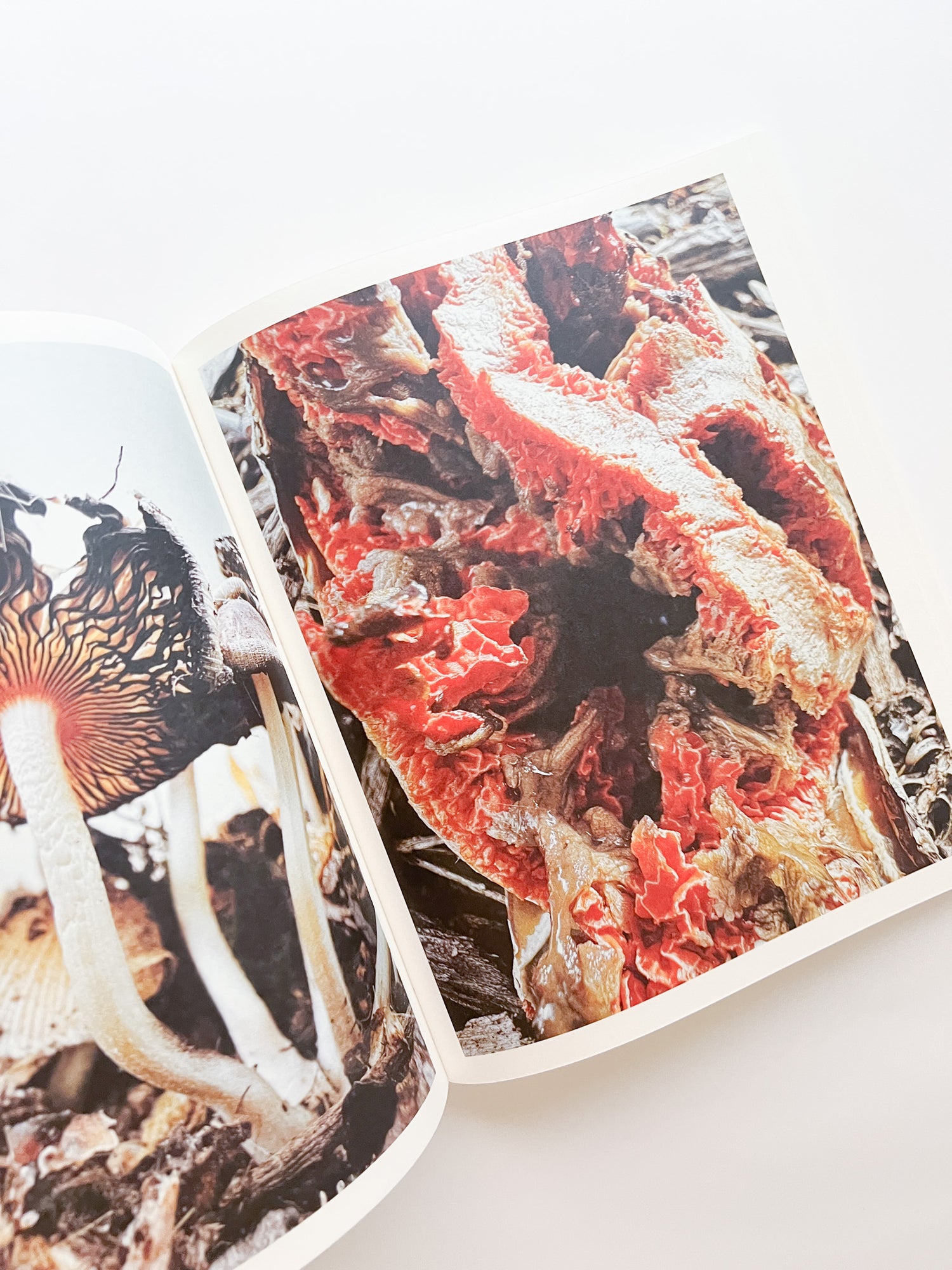 Fruiting Bodies / Ying Ang