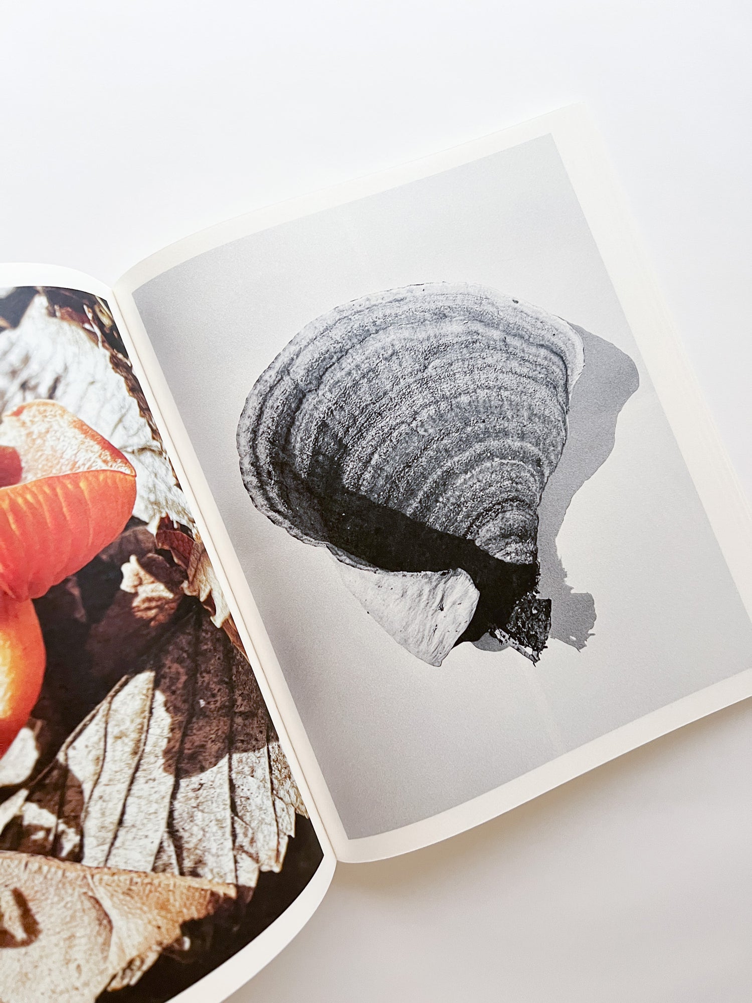 Fruiting Bodies / Ying Ang