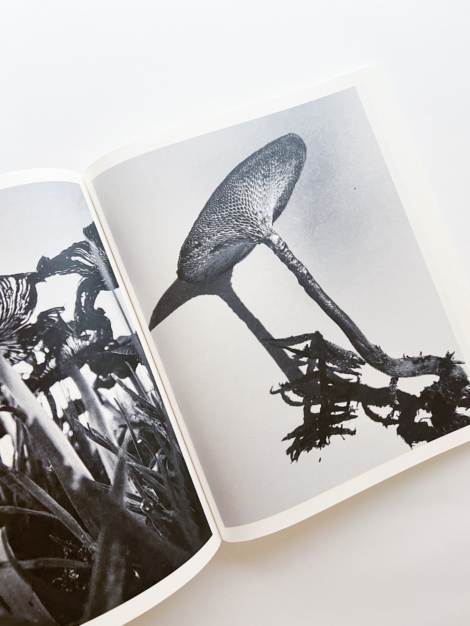 Fruiting Bodies / Ying Ang