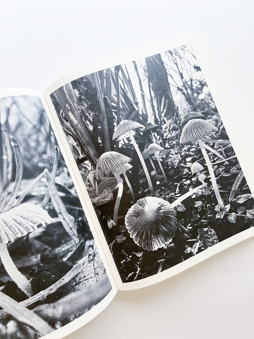 Fruiting Bodies / Ying Ang