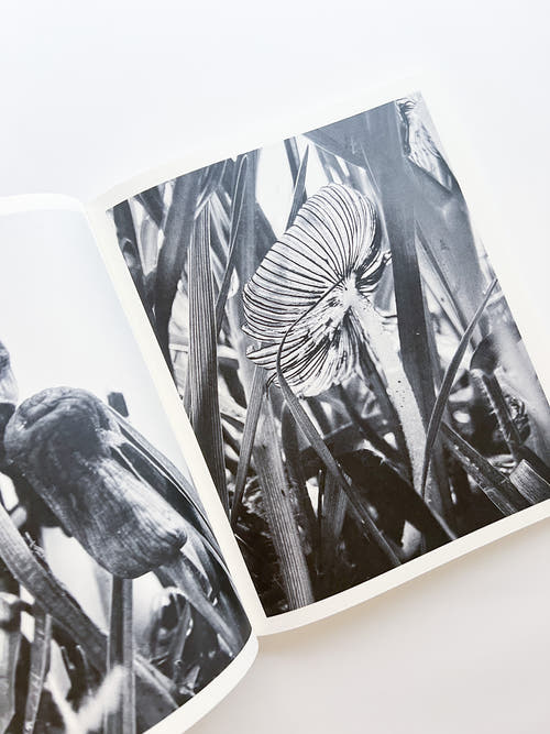 Fruiting Bodies / Ying Ang