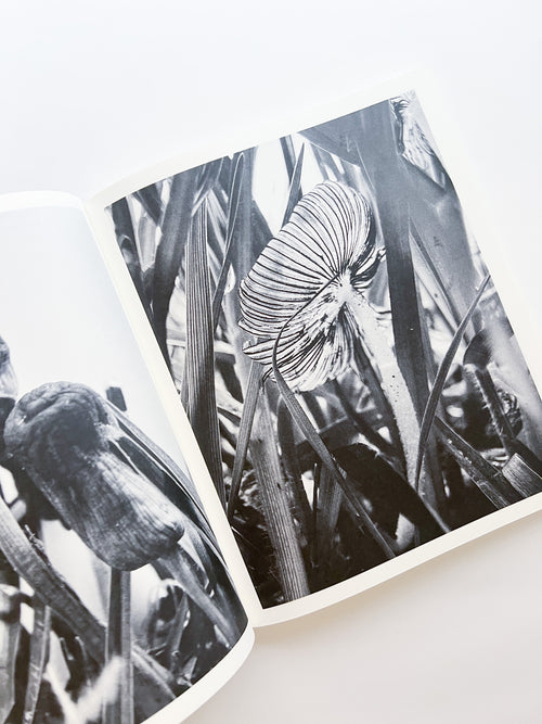 Fruiting Bodies / Ying Ang