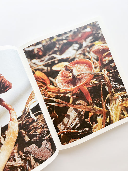 Fruiting Bodies / Ying Ang