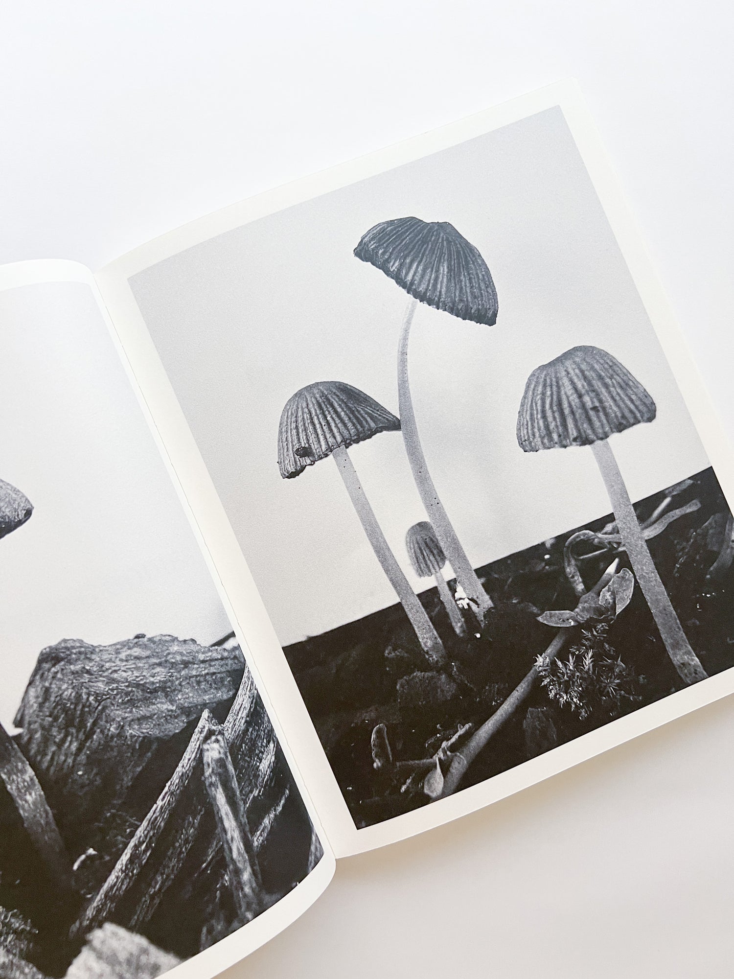 Fruiting Bodies / Ying Ang