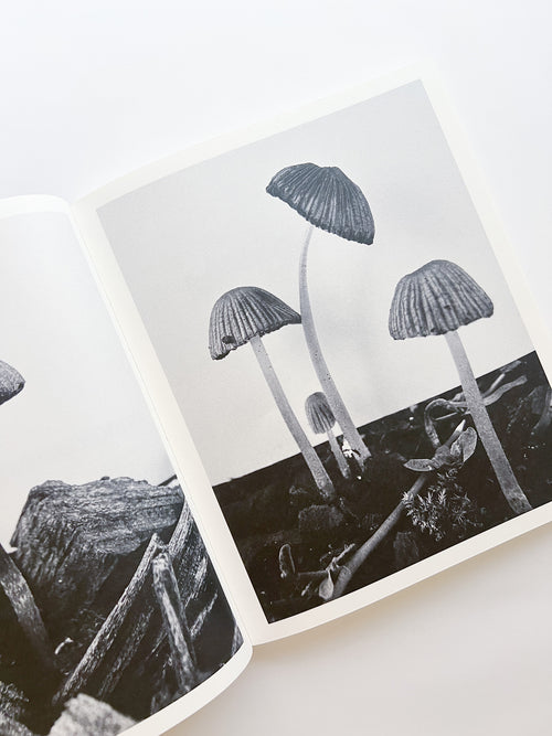 Fruiting Bodies / Ying Ang