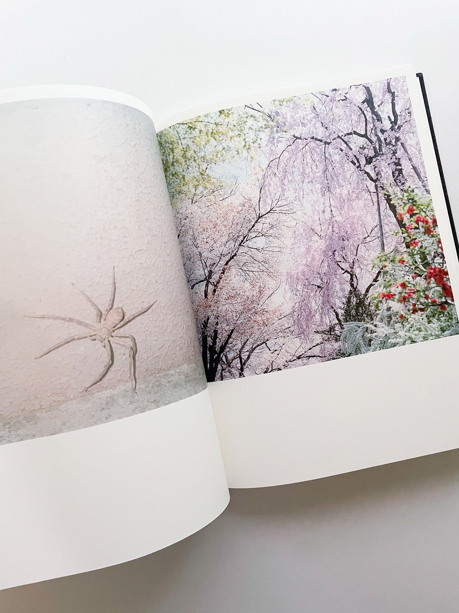 Illuminance: The 10th Anniversary Edition / Rinko Kawauchi