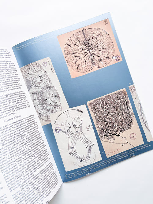 Revue Faire n°44 — A conundrum: the visual communication of neuroscience
