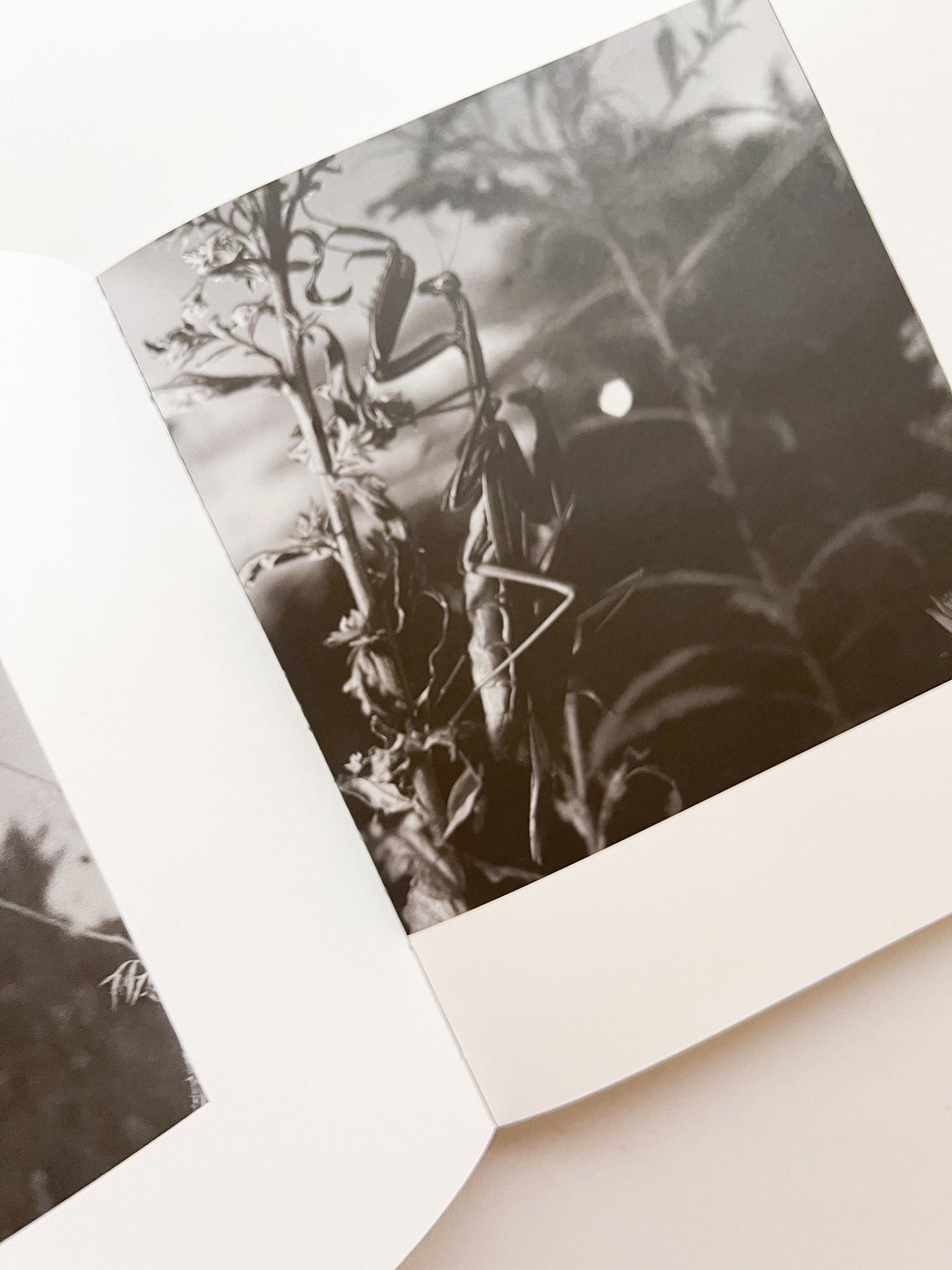 A MAGAZINE CURATED BY LUCIE AND LUKE MEIER