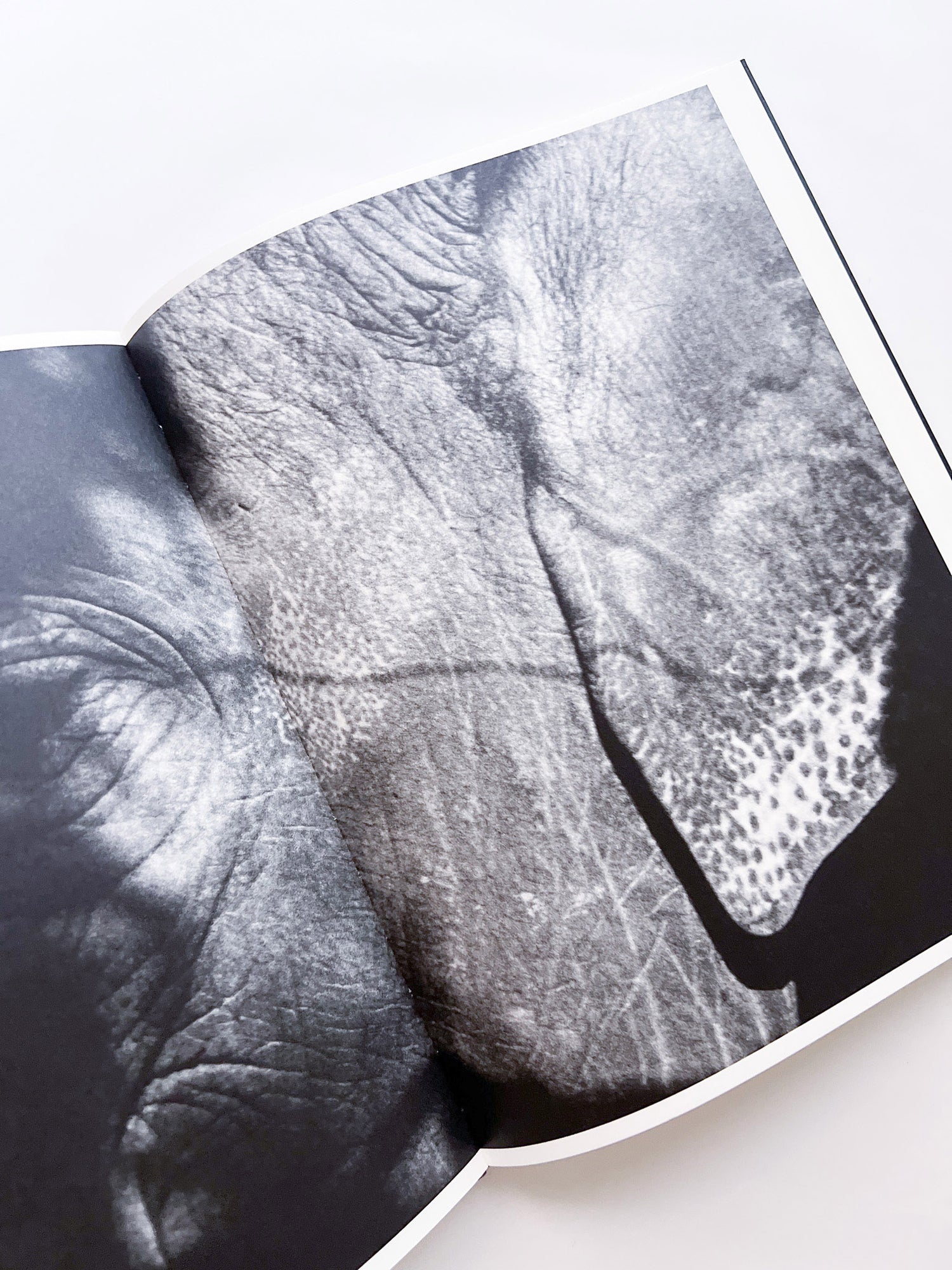 Entendue / Charlotte Dumas