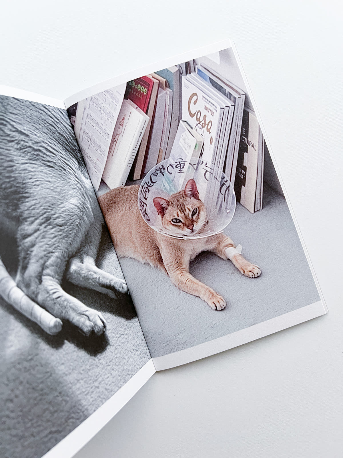 This Is Not My Cat / Takashi Homma [Signed]