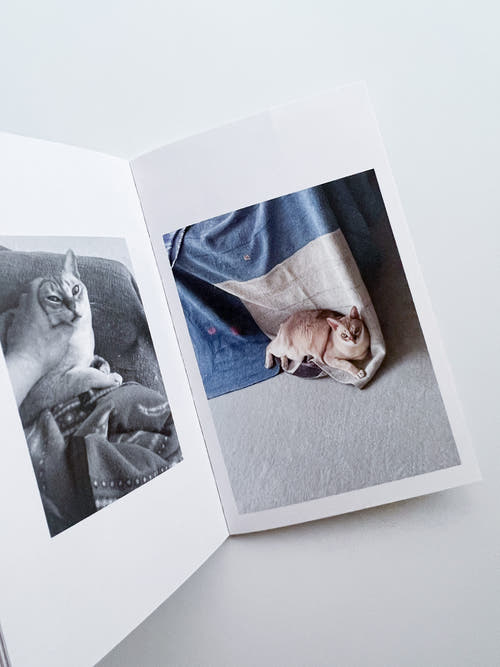This Is Not My Cat / Takashi Homma [Signed]