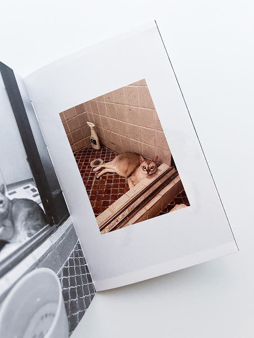 This Is Not My Cat / Takashi Homma [Signed]