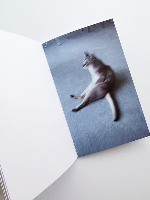 This Is Not My Cat / Takashi Homma [Signed]