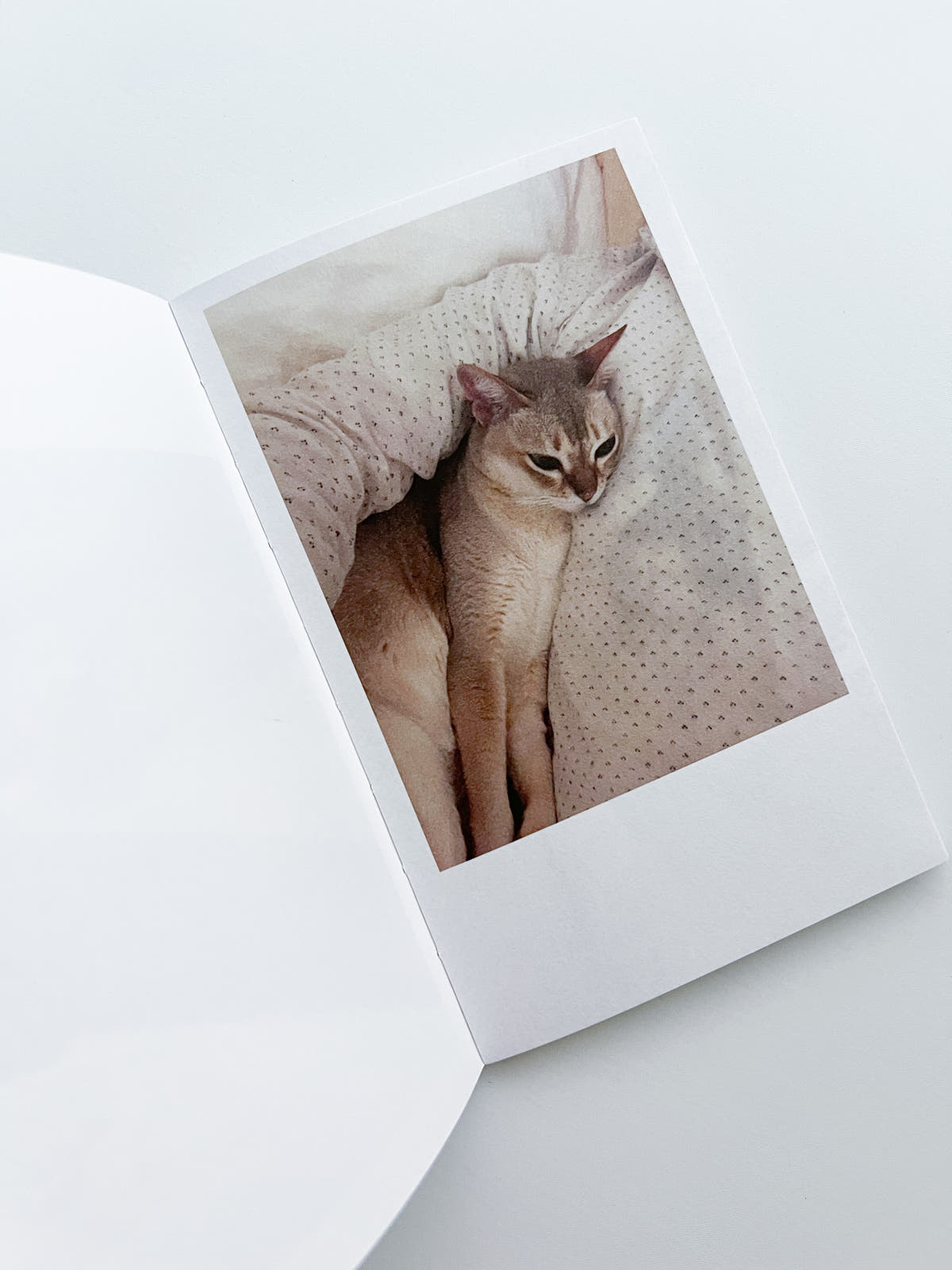 This Is Not My Cat / Takashi Homma [Signed]