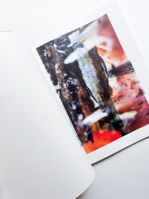 Magnificent Failure / Stephen Gill