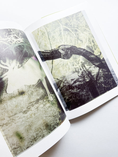 Magnificent Failure / Stephen Gill