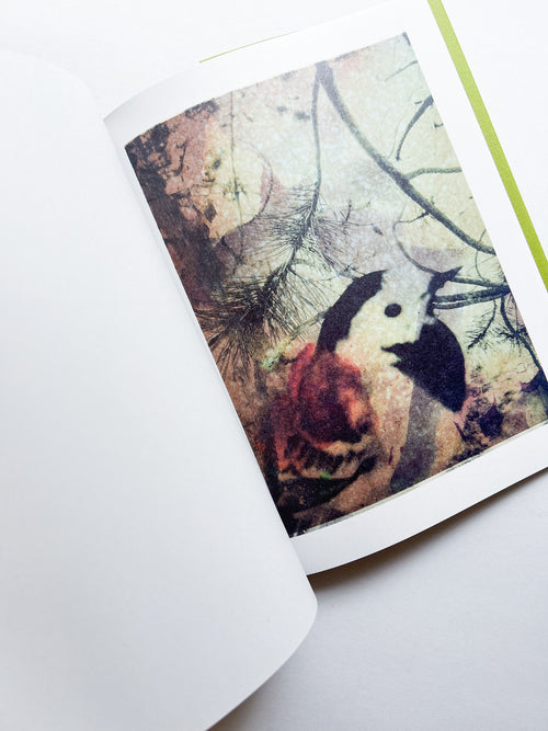 Magnificent Failure / Stephen Gill