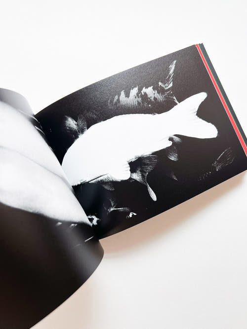 DAIDO SLIDE / Daido Moriyama