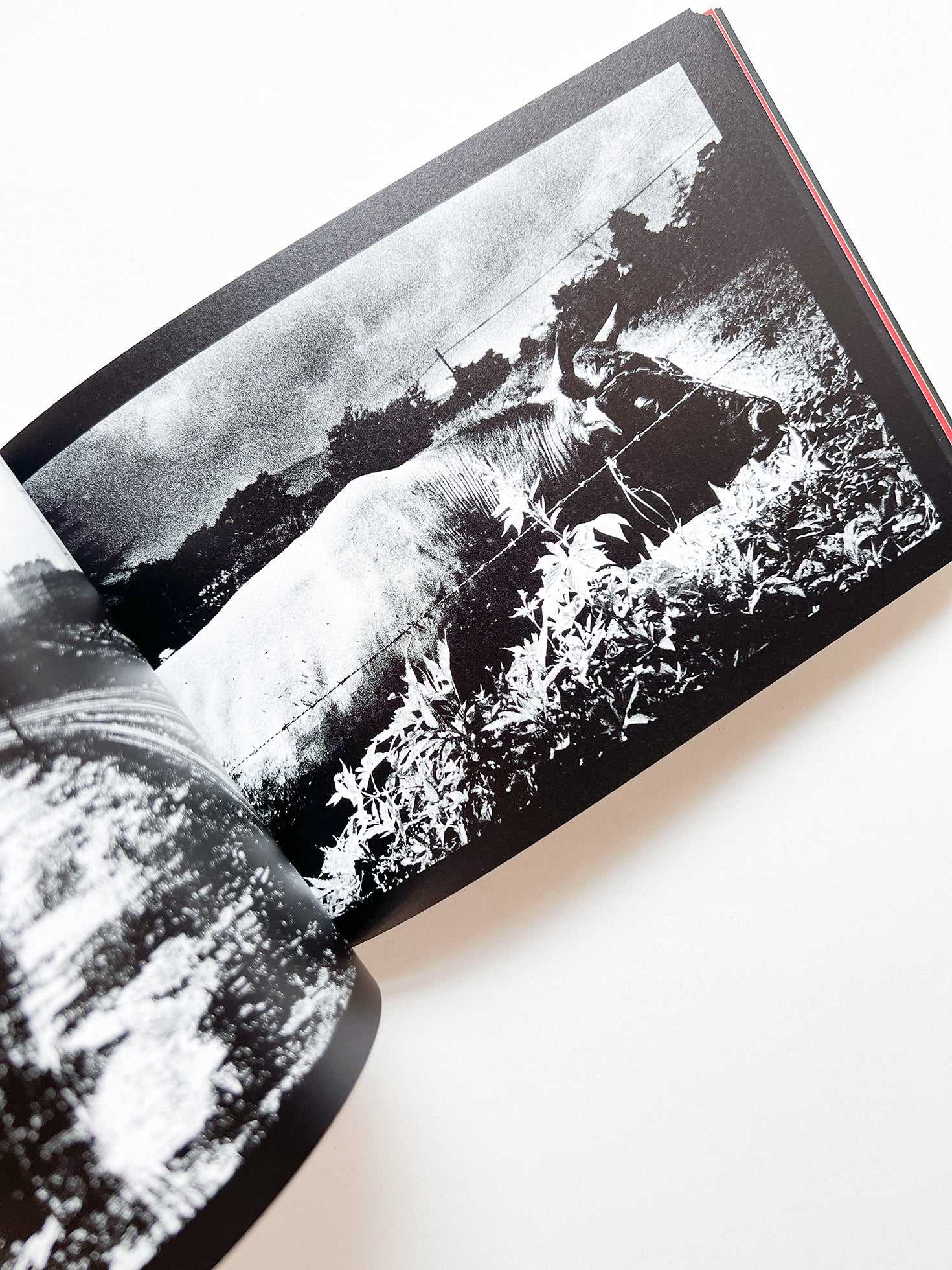 DAIDO SLIDE / Daido Moriyama