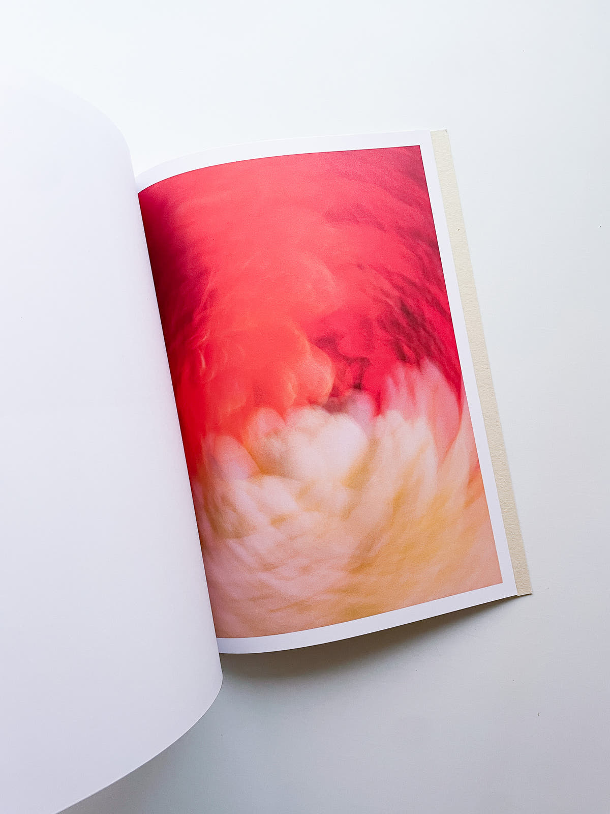 The Chromatics of Flowers / Paula Codoner