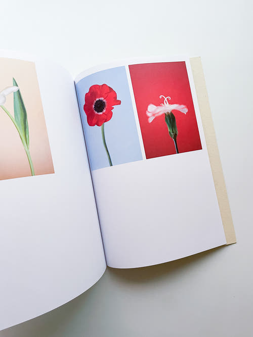 The Chromatics of Flowers / Paula Codoner