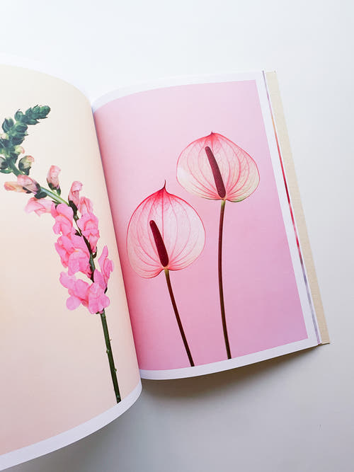 The Chromatics of Flowers / Paula Codoner