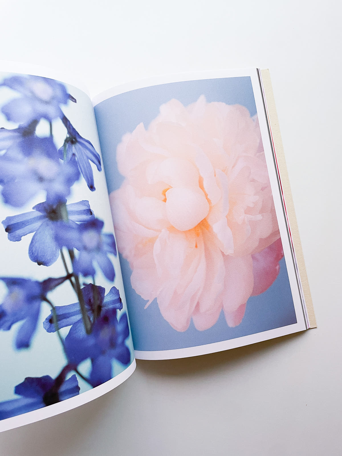 The Chromatics of Flowers / Paula Codoner