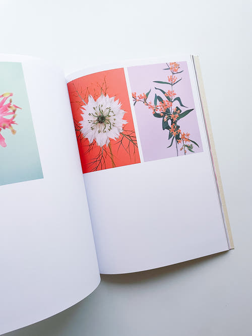 The Chromatics of Flowers / Paula Codoner