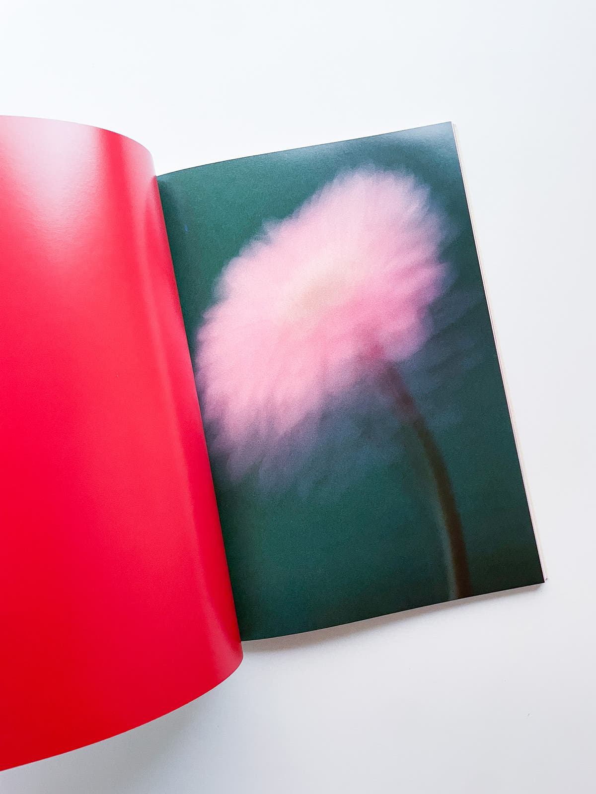 The Chromatics of Flowers / Paula Codoner