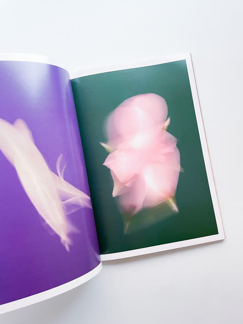 The Chromatics of Flowers / Paula Codoner