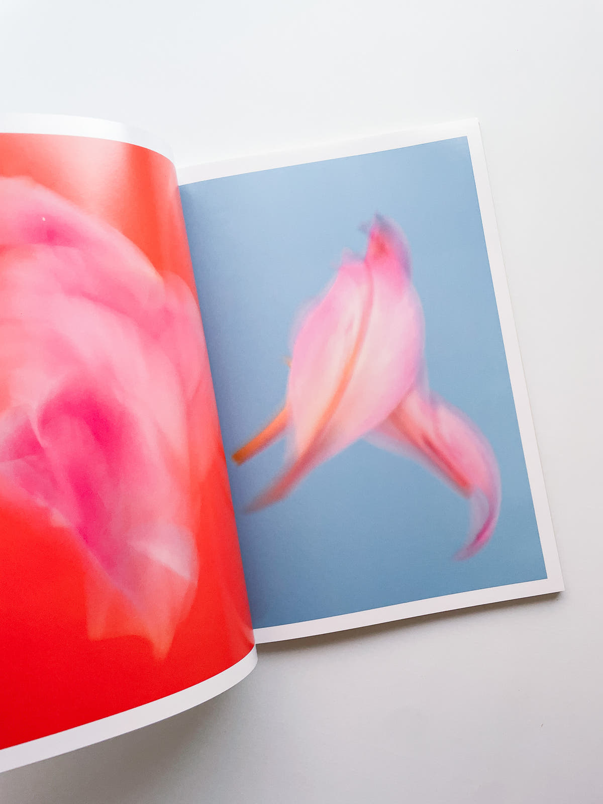 The Chromatics of Flowers / Paula Codoner