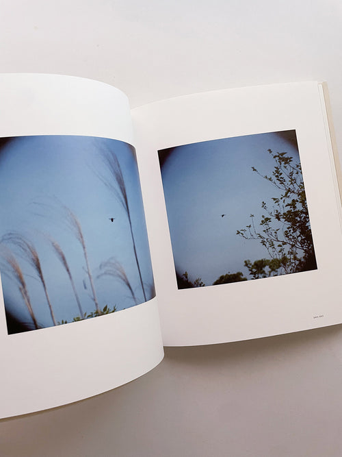 Small Miracles / Noguchi Rika