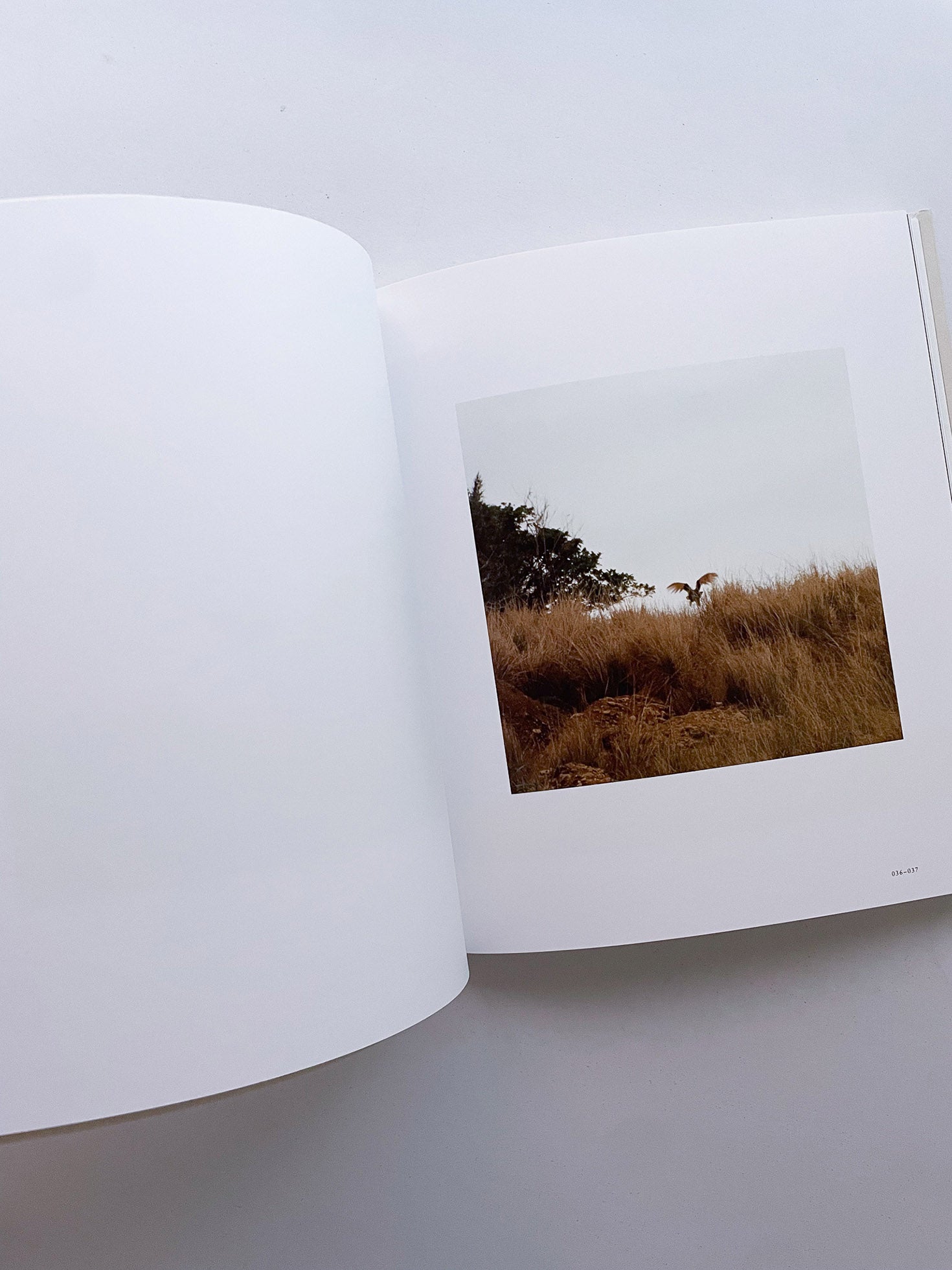 Small Miracles / Noguchi Rika