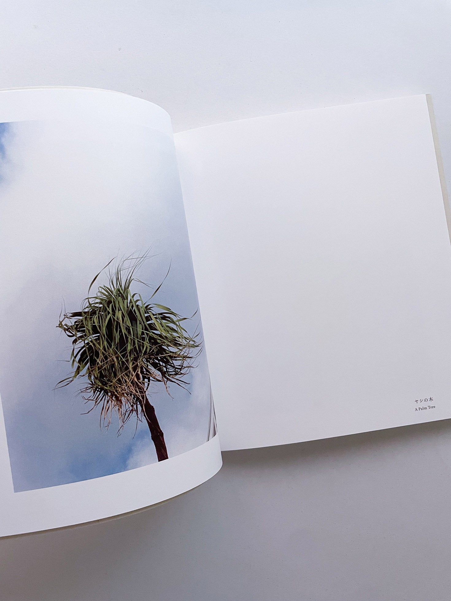 Small Miracles / Noguchi Rika