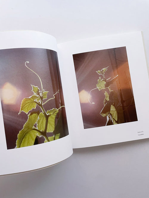 Small Miracles / Noguchi Rika