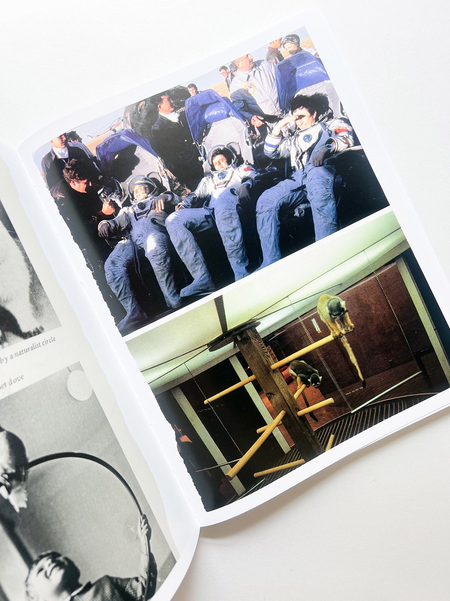 ARRANGEMENTS / Carmen Winant