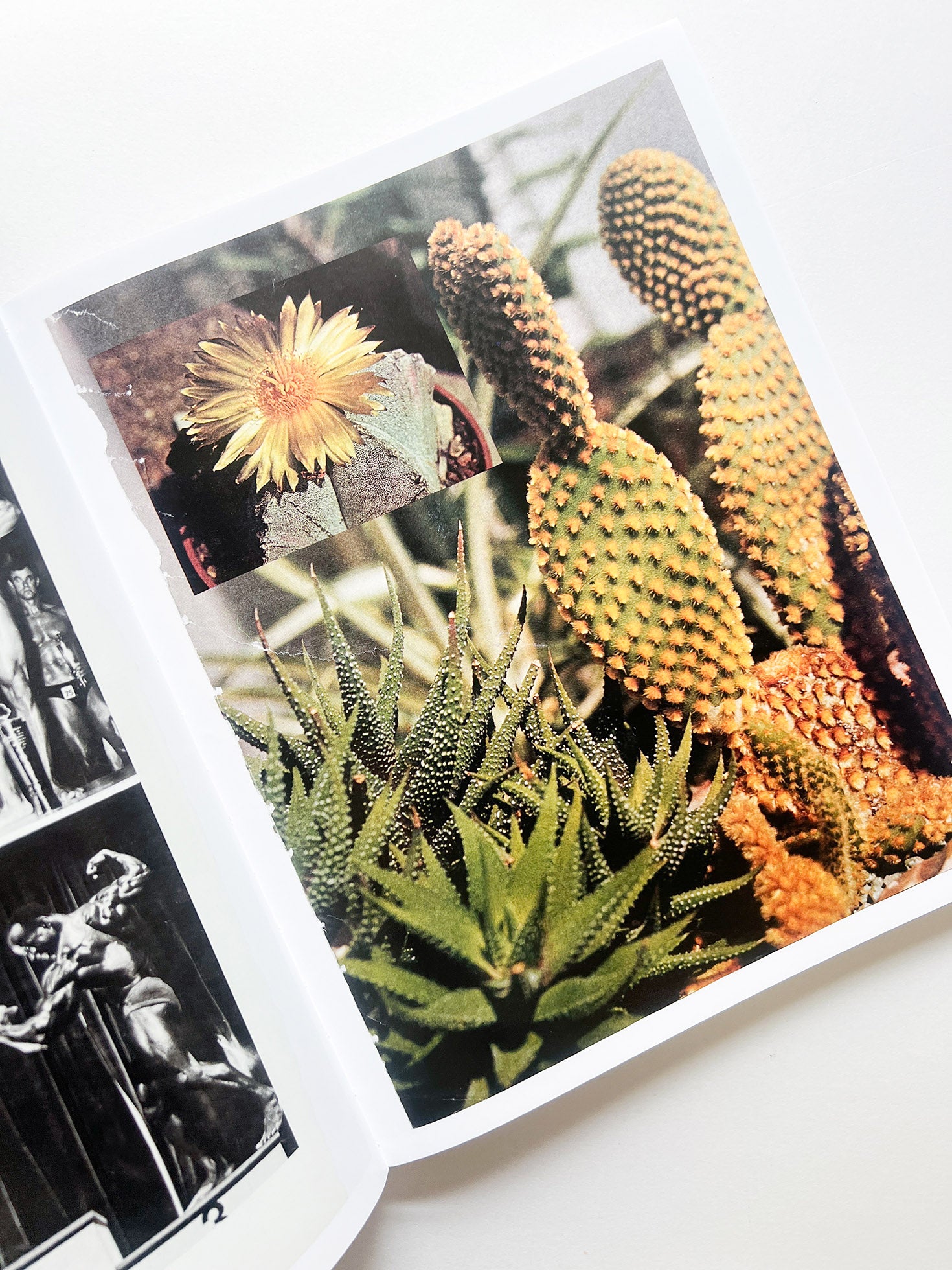 ARRANGEMENTS / Carmen Winant