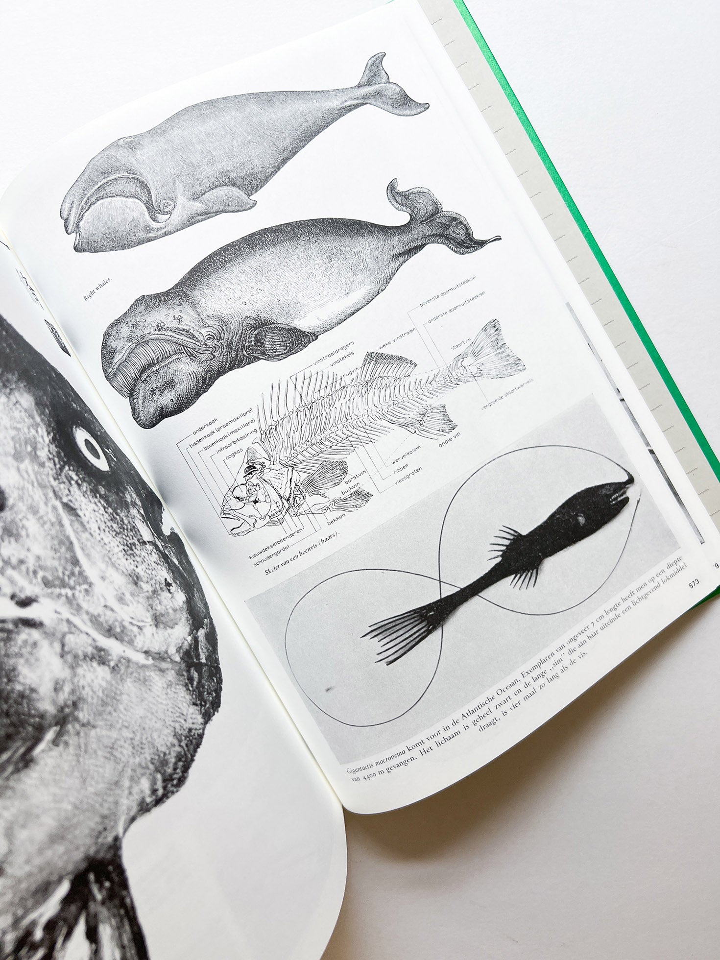 Parallel Encyclopedia 2 Revised Edition (reprint) / Batia Suter