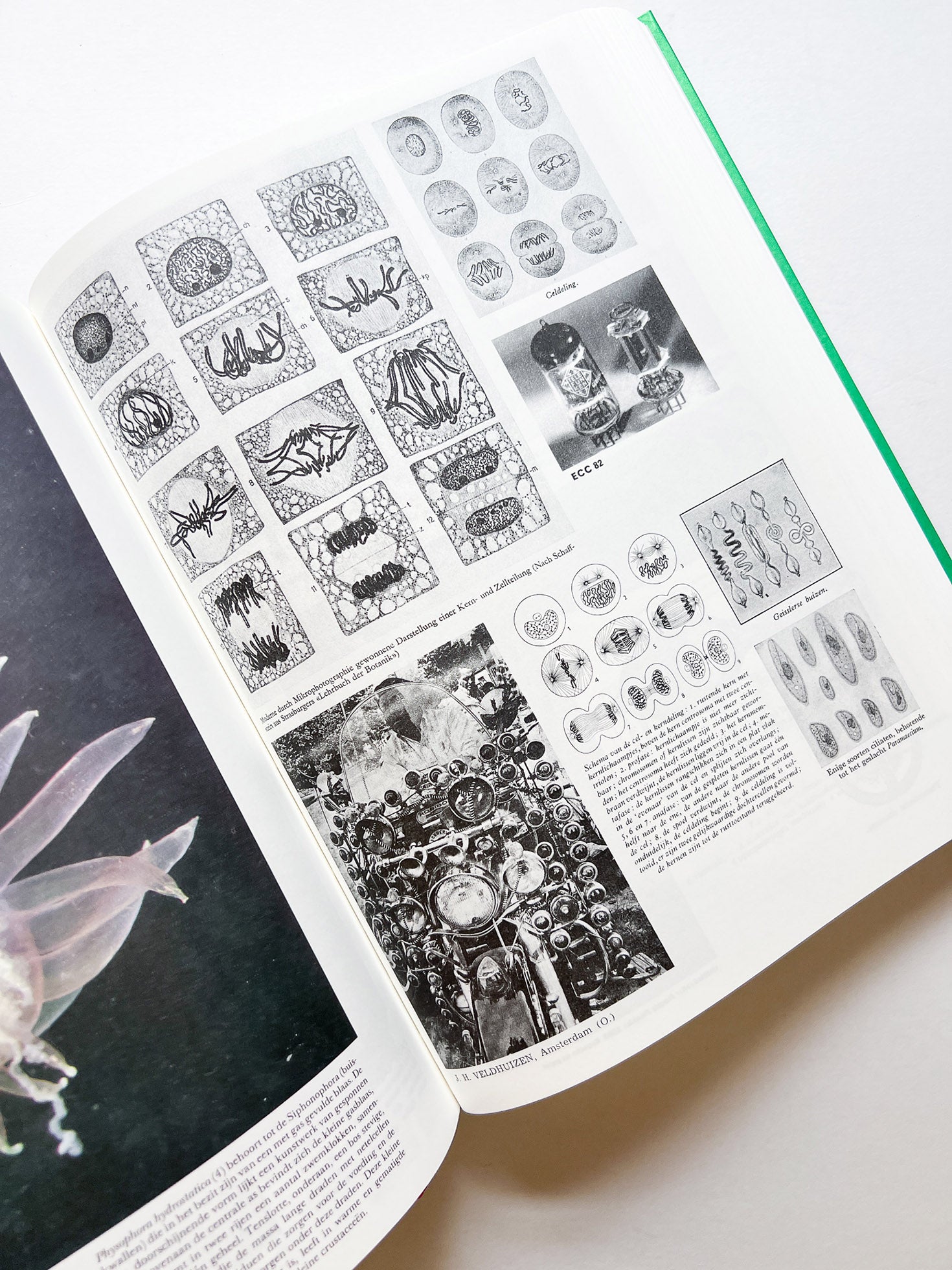 Parallel Encyclopedia 2 Revised Edition (reprint) / Batia Suter