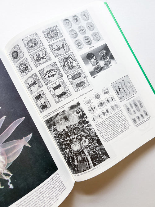 Parallel Encyclopedia 2 Revised Edition (reprint) / Batia Suter