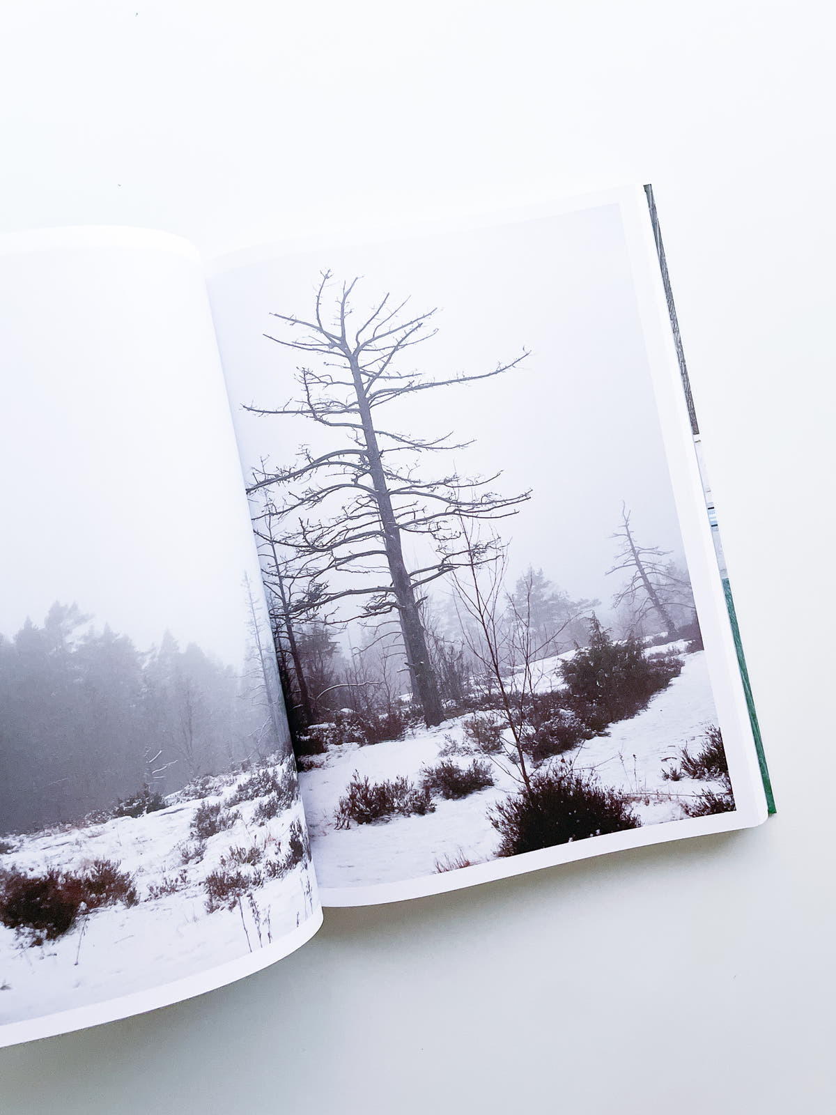 Aalto and Nature
