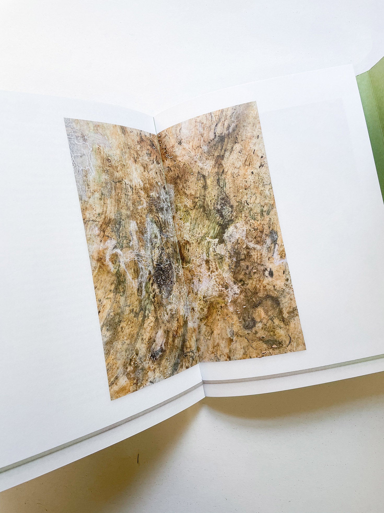 INTO THE WOODS / Sophie Haslinger