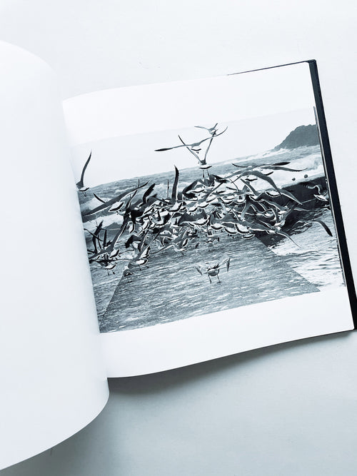 鴉 RAVENS / Masahisa Fukase